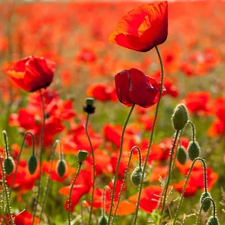 Feriehus Ferienhaus-seele-an-der-mueritz Rechlin